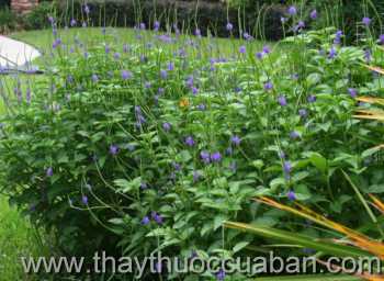 Hình ảnh cây Đuôi chuột