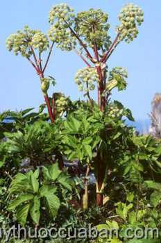 Hình ảnh cây Đương quy