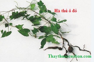 H&igrave;nh ảnh c&acirc;y h&agrave; thủ &ocirc; đỏ