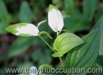 Hình ảnh vị thuốc Hàm ếch