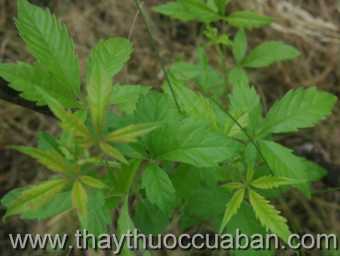 Hình ảnh Hoàng Kinh