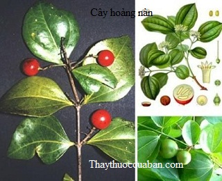 H&igrave;nh ảnh c&acirc;y ho&agrave;ng n&agrave;n