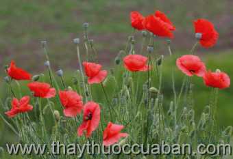 Hình ảnh cây Hồng anh