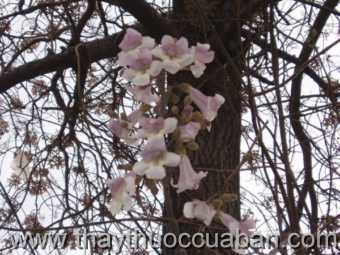 Hình ảnh cây Hông