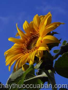 Hình ảnh cây Hướng dương