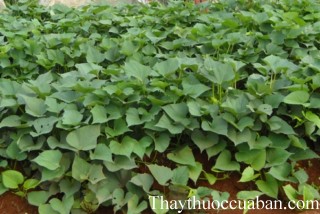 Hình ảnh cây khoai lang