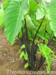 Hình ảnh cây khoai môn