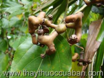 Hình ảnh cây Khúng khéng