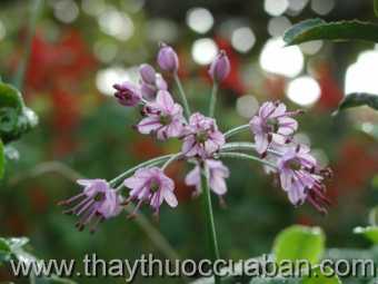 Hình ảnh cây Kiệu