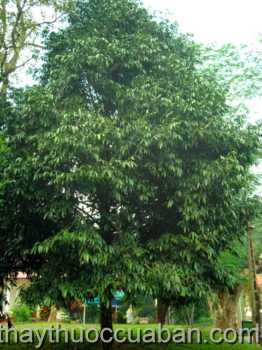 Hình ảnh cây Kim giao