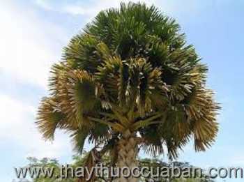 Hình ảnh cây Lá buông