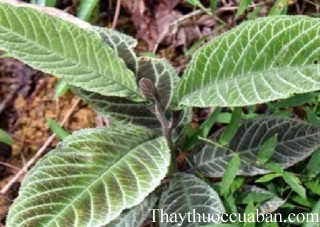 Hình ảnh cây lá khôi