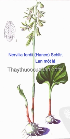 H&igrave;nh ảnh c&acirc;y lan một l&aacute;