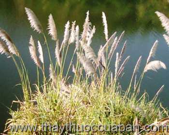 Hình ảnh cây Lau