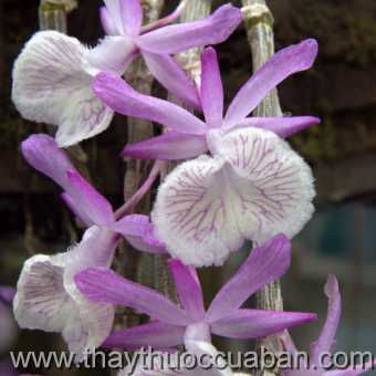 Hình ảnh Long từ