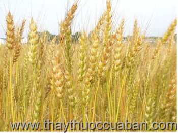 Hình ảnh cây lúa mì