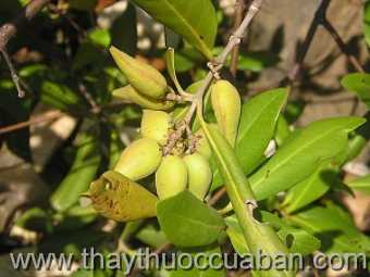 Hình ảnh cây Mắm