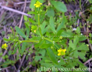 Hình ảnh cây mao lương