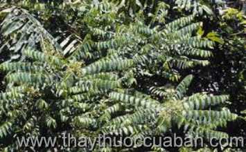 Hình ảnh cây Mắt trâu