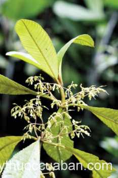 Hình ảnh cây Mỏ bạc