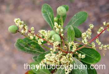 Hình ảnh cây Mô ca