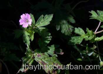 Hình ảnh cây Mỏ hạc