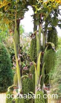 Hình ảnh cây Móc