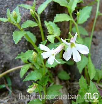 Hình ảnh cây Mù mắt