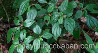 Hình ảnh cây Mua bò