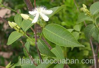 Hình ảnh Mực lông