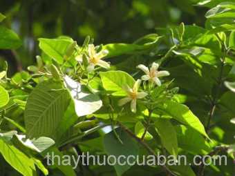 Hình ảnh cây Mức