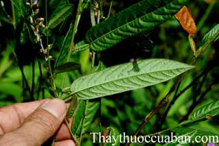 Hình ảnh cây mũi mác