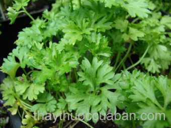 Hình ảnh Mùi tây