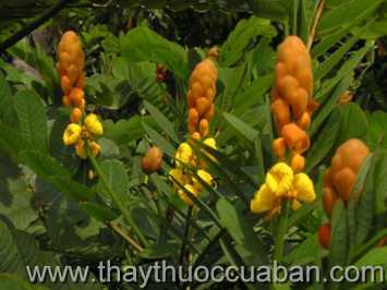 Hình ảnh cây Muồng trâu