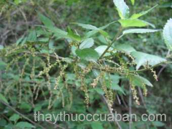 Hình ảnh cây Nai