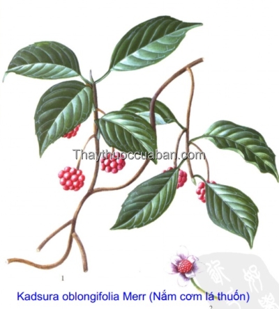 H&igrave;nh ảnh c&acirc;y nắm cơm l&aacute; thuốn