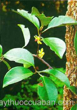 Hình ảnh cây Nắm cơm