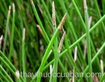 Hình ảnh cây Năng củ