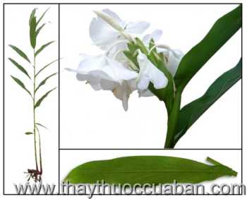 Hình ảnh cây Ngải tiền