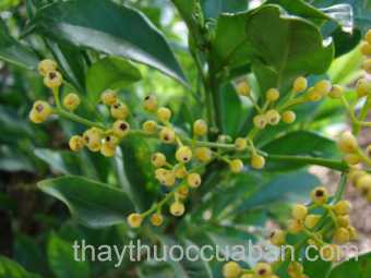 Hình ảnh cây Ngâu