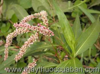 Hình ảnh Cây nghể