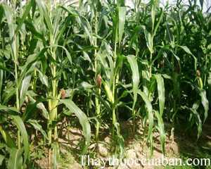 Hình ảnh cây ngô