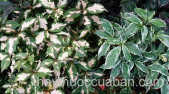 Hình ảnh cây Ngọc diệp