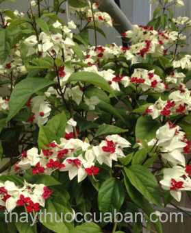 Hình ảnh cây Ngọc nữ