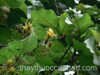 Hình ảnh cây Ngọt nai