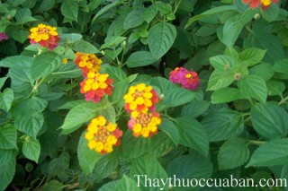 Hình ảnh cây bông ổi, hình ảnh cây ngũ sắc