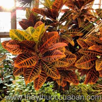 Hình ảnh cây Ngũ sắc