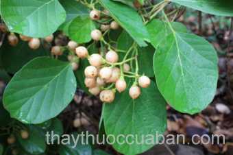 Hình ảnh cây Ngút nhớt