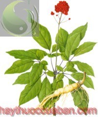H&igrave;nh ảnh c&acirc;y nh&acirc;n s&acirc;m, c&acirc;y nh&acirc;n s&acirc;m