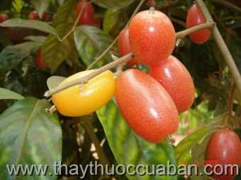 Hình ảnh cây Nhót